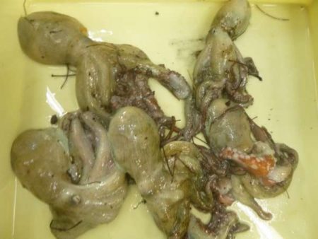 今年初の新タコゲット！